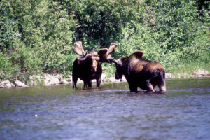Moose below Quittagene Rapids.